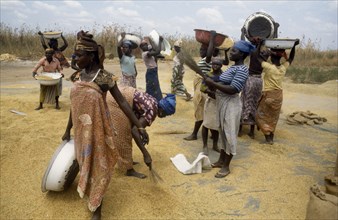 GHANA, Agriculture, Women sorting rice.