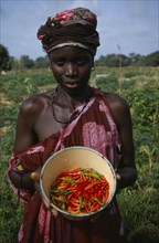 GAMBIA, Farming, Woman standing amongst crops holding bowl of chillies