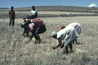 LESOTHO, Agriculture, Women havesting grain