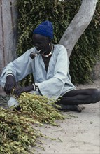 SUDAN, Work, Dinka man tying harvested sesame crop into bundles.