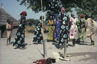 SUDAN, Tribal People, "Dinka marriage ceremony, sacrificed goat and women dancing, with those from