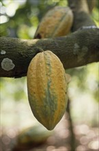GHANA, Enchi, Semi-ripe cocoa pod growing on tree.