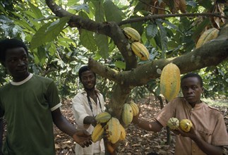 GHANA, Enchi, Cocoa plantation workers.