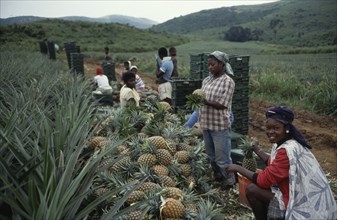 GHANA, Farming, Workers with pineapples grown for export on plantation near Accra.