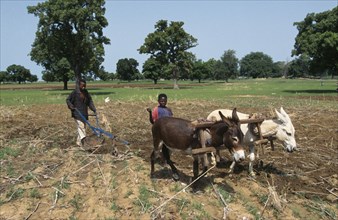 GHANA, Farming, Boys clearing land ready for cultivation using pair of donkeys and small plough.