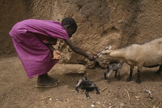 GHANA, North, Chereponi, Young girl feeding goat with young kids.