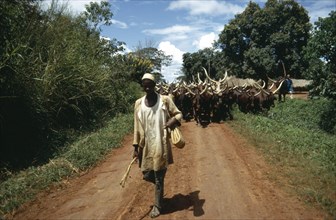CENTRAL AFRICAN REPUBLIC, Agriculture, Cattle, Man walking along path with herd of cattle following