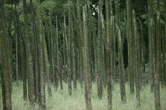 MADAGASCAR, Berenty, The Spiny Forest dry adapted vegetation.
