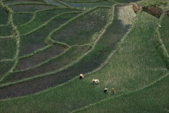 MADAGASCAR, Farming, Women working in terraced rice fields.