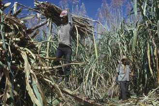 MAURITIUS, Agriculture, Workers loading sugar cane.