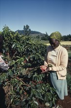 KENYA, Agriculture, Picking coffee.
