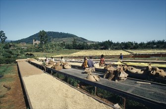 KENYA, Agriculture, Harvested coffee beans laid out to dry in the sun on raised platforms on Kikuyu