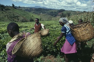 KENYA, Agriculture, Picking tea on hillside plantation.