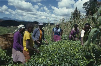 KENYA, Agriculture, Family picking tea on hillside plantation beside maize crop.