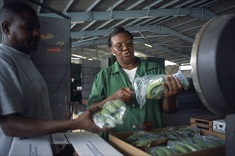 DOMINICA, Roseau, A WIBDECO buyer checks the quality of bananas destined for shipment to the United