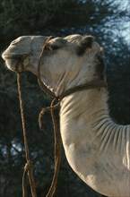 KENYA, Transport, Animal, Samburu camel safari. Camel with rope harness.