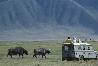 KENYA, Safari, Tourists in safari jeep watching African buffalo.