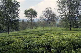 CONGO, Kivu Province, Tea garden near Bukavu