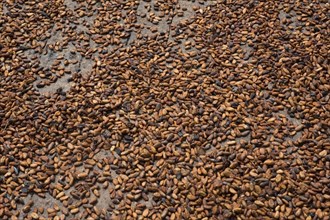 VENEZUELA, Sucre State, Cacao beans drying in the sun.