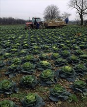 AGRICULTURE, Havesting, Row of Cabbages in field with farm workers using a tractor to load produce