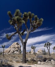 USA, California, Joshua Tree National Park, Joshua Trees and large rock formations