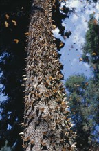 MEXICO, Michoacan, "A mass of Monarch Butterflies flying around, and on, a tall tree in El Rosario