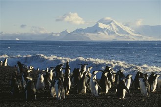 ANTARCTIC, Peninsula, Baileys Head. Deception Island. Chinstrap Penquins moving to sea after the