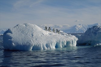ANTARCTIC, Peninsula, Adelie Penquins on a iceberg