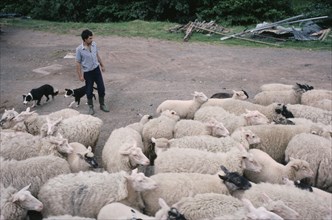 ENGLAND, Herefordshire, Agriculture, Farmer moving sheep with pair of border collies.