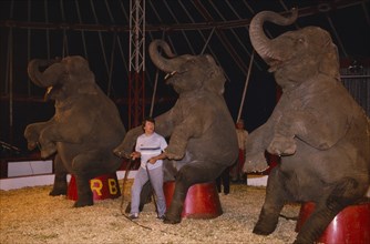 ENGLAND, Animals, Elephants, Elephant trainer inside circus tent with three performing elephants.