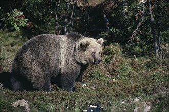 SWEDEN, Orsa, Gronklitt Bear Park. Brown Bear