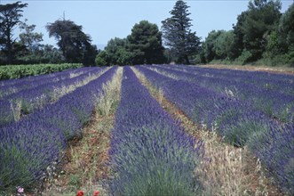 FRANCE, Provence Cote D Azur, Ile St Honorat, Lavender fields