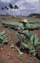 CUBA, Pinar del Rio, Man harvesting tobacco leaves by hand.