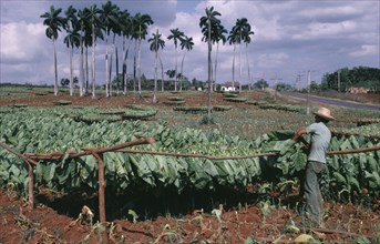CUBA, Pinar del Rio, Man tying harvested tobacco leaves on to wooden racks to dry.