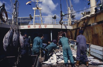 SOUTH AFRICA, Western Cape, Cape Town, Transferring shipment of frozen tuna fish for overseas