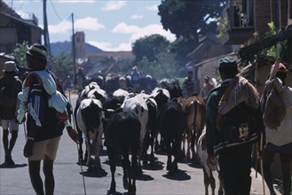MADAGASCAR, Agriculture, Road to Ambalavao. Herdsman driving Zebu cattle along road through small