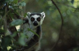 MADAGASCAR, Ambalavao, Anjaha Nature Reserve. Ring Tail Lemur in tree looking through lens
