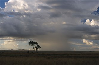 MADAGASCAR, Weather, Rain storm clouds over the Horombe Plateau with a single tree on the ground