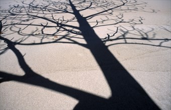 MADAGASCAR, Fort Dauphin, Lokaro, The leafless branches of a tree casting skeletal shadows on the