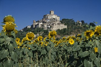 ITALY, Umbria, Narni, Medieval hilltop town with field of sunflowers in the foreground.