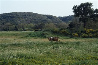 SPAIN, Andalucia, Agriculture, Cattle grazing in flower filled meadow.