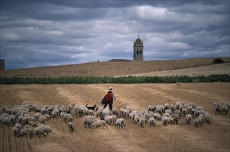 SPAIN, Agriculture, Shepherds with flock on stubble field with church bell tower in distance behind