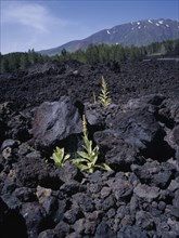 ITALY, Sicily, Mount Etna, "The medicinal plant, Greater Mullien, growing through the lava flow