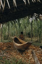 COLOMBIA, Choco Region, Noanama Tribe, "Man makes a new canoe from a single tree trunk brought down