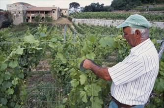 SPAIN, Galicia, Farming, Wine grower attending his vines.