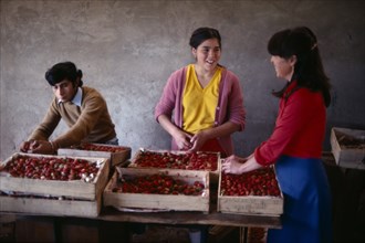 CHILE, Agriculture, Packing fruit for export on strawberry farm.