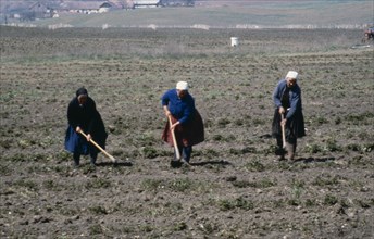 HUNGARY, Nógrád, Hollóko Village, Women working in the fields.