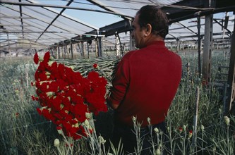 ITALY, Campania, Ercolano, Man picking red carnations growing under glass.