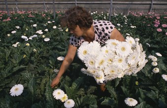 ITALY, Campania, Torre del Greco, Woman picking white gerberas growing under glass.