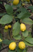 ITALY, Agriculture, Lemons growing near Lake Garda.